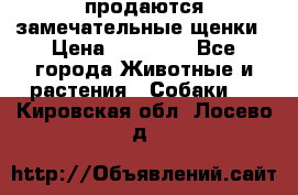 продаются замечательные щенки › Цена ­ 10 000 - Все города Животные и растения » Собаки   . Кировская обл.,Лосево д.